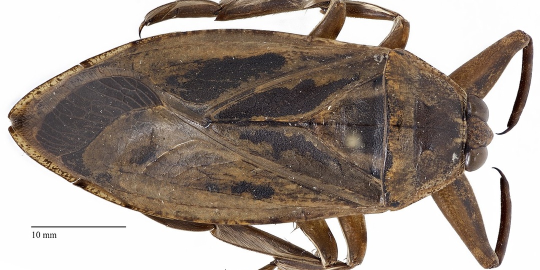 Белостома гигантская