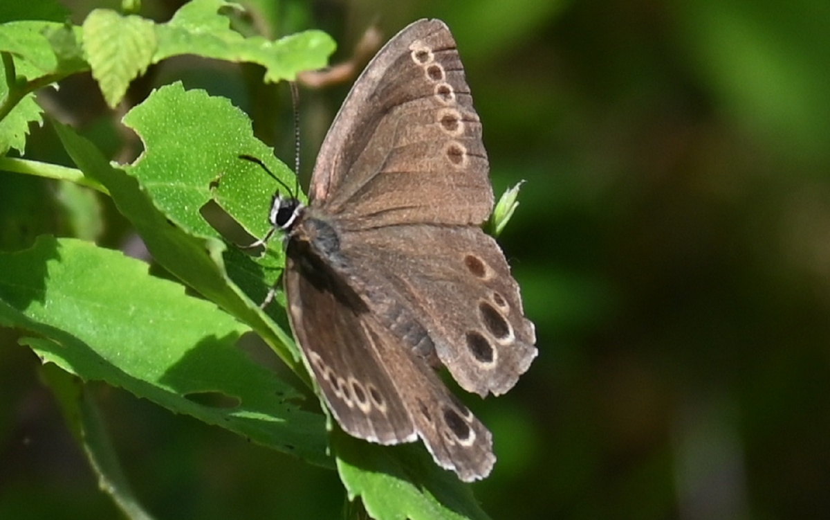 Крупным планом