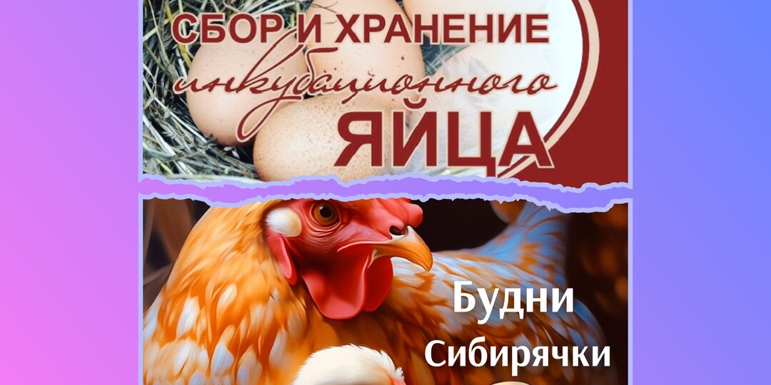 ✅Яйца в инкубаторе, ждем новое поколение 🐣