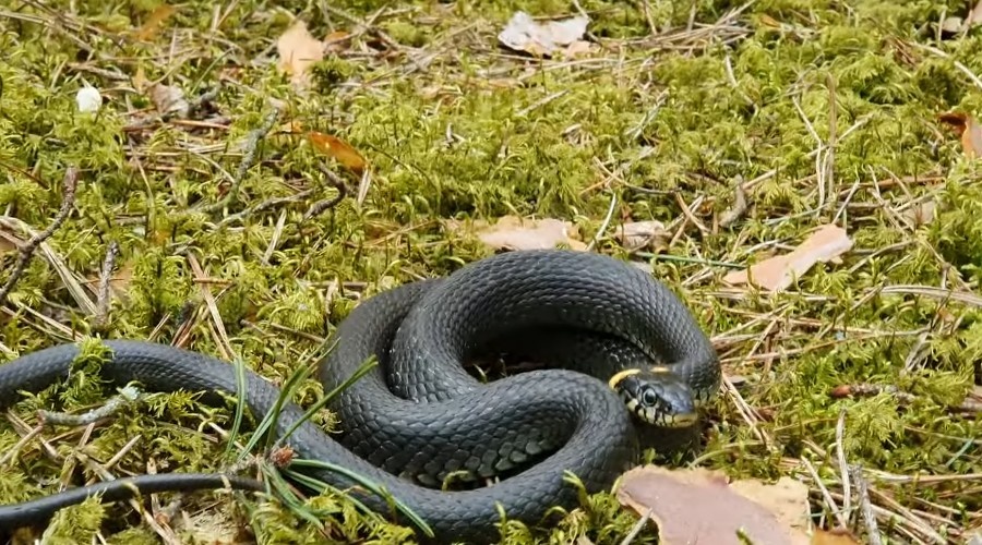 Для ужей характерен круглый зрачок.