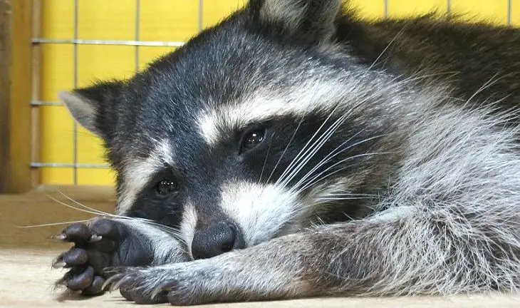 Фото: соцсети