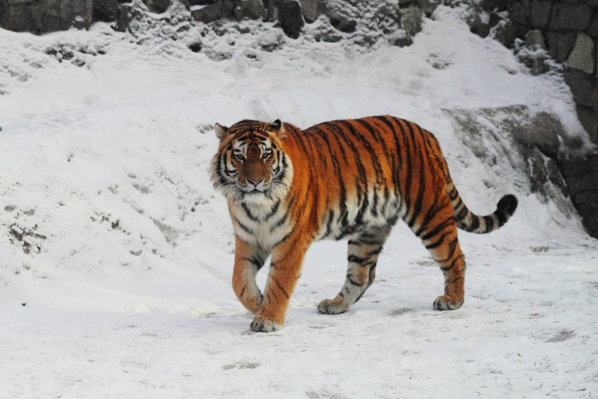    Амурский тигр Амадей