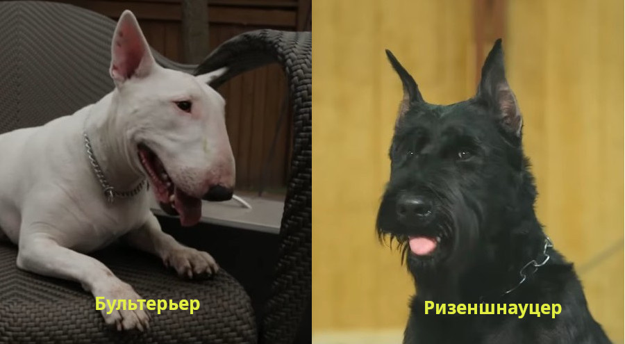 Ризеншнауцер против бультерьера. Счет 5:2. С кем будет меньше проблем в домашних условиях?