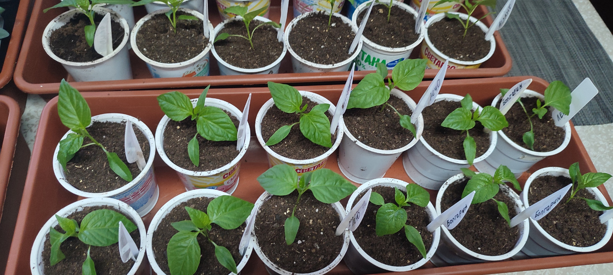 Это рассада сладкого перца, всего 24 шт. 