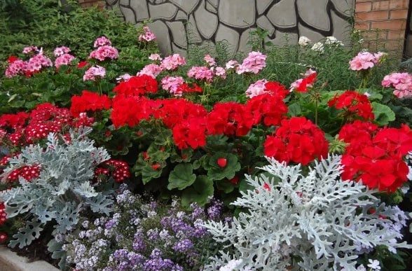 ✅Всё про Герань🌺