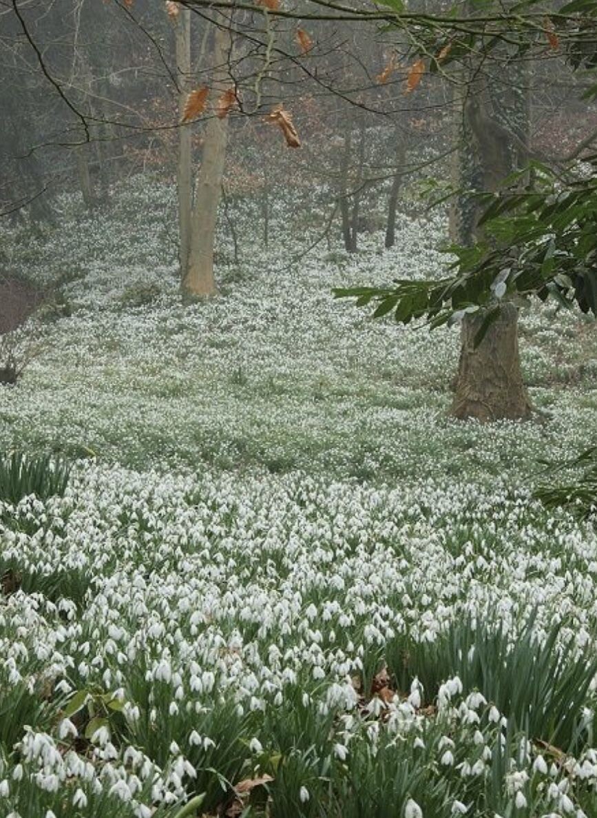 2. Туманное утро в лесу полном подснежников всё ещё реальность.
