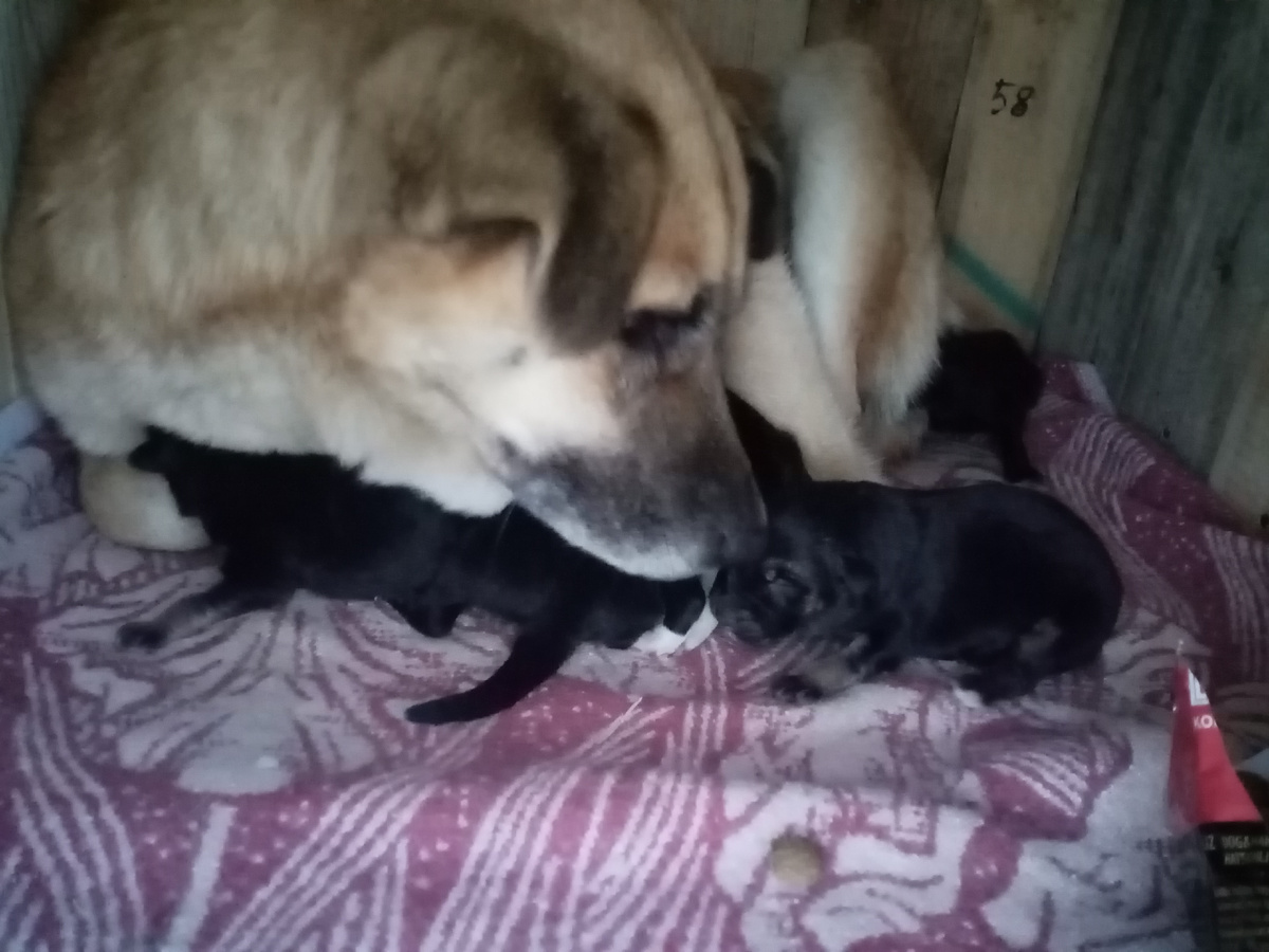 Жулька со своими щенками в новой будке