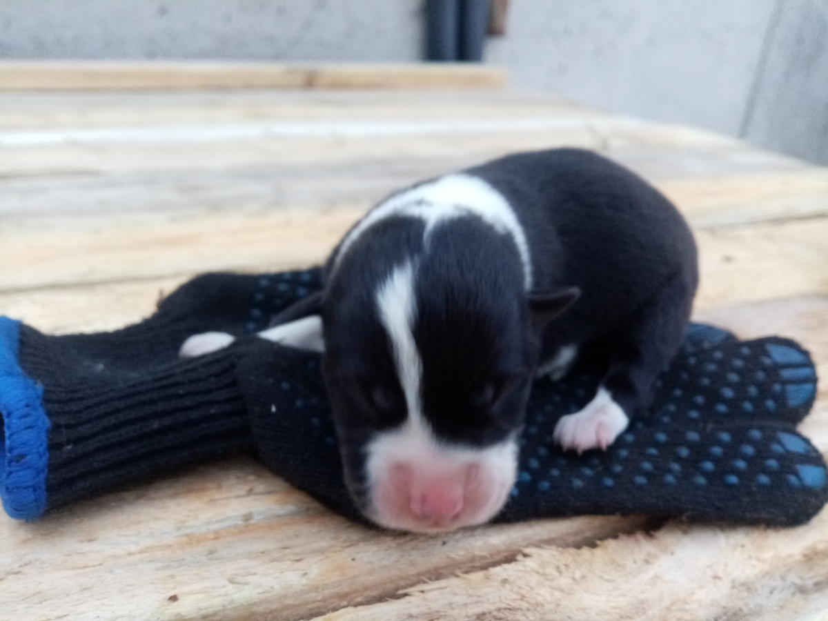 Щенок Жульки. Этого малыша уже нет.