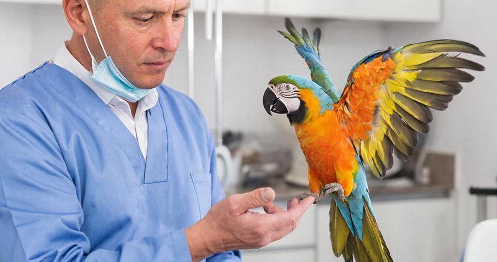 Почему я каждый день заглядываю попугаю под хвост: Совет орнитолога, который спасает жизнь