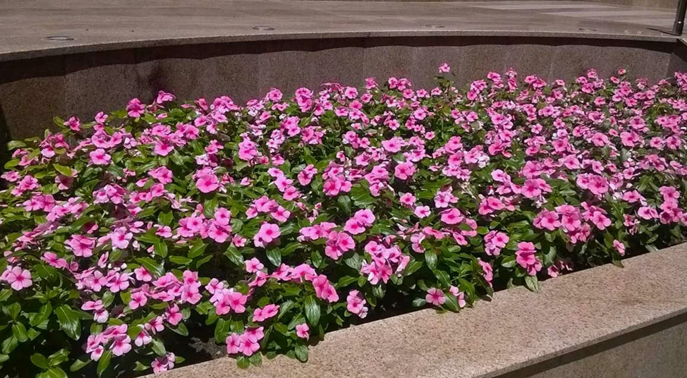 Катарантус©UralDacha.ru