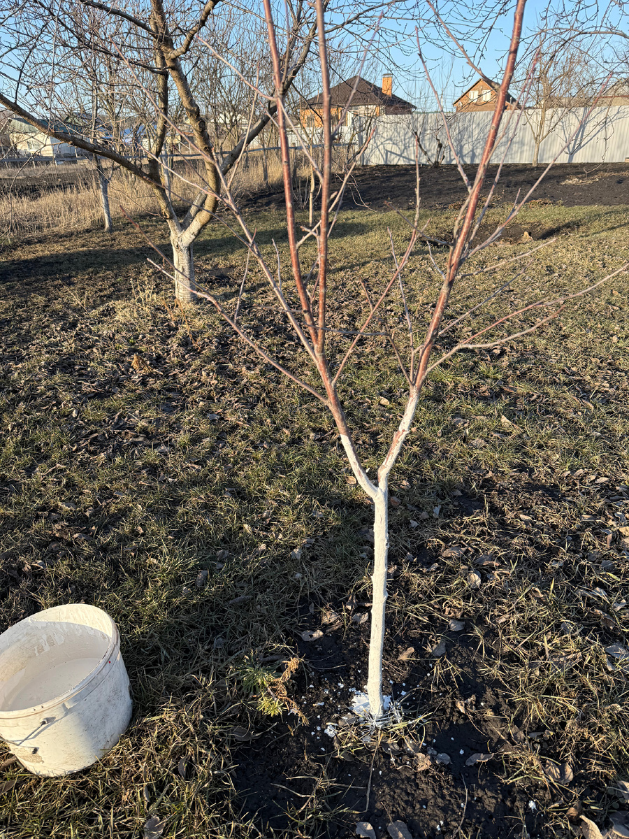 Красота весенняя 