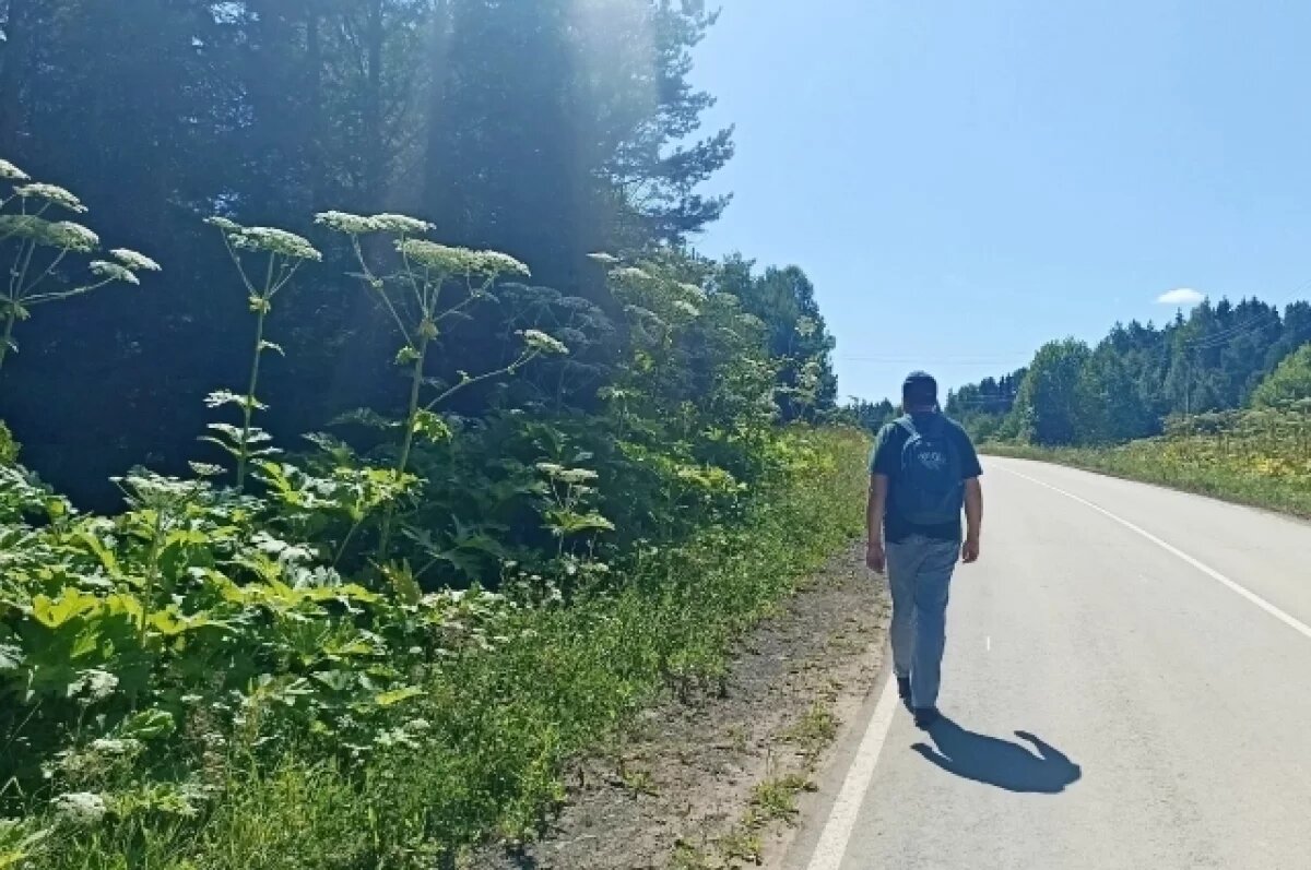    Борщевик и американский клён быстро распространяются, занимая огромные территории