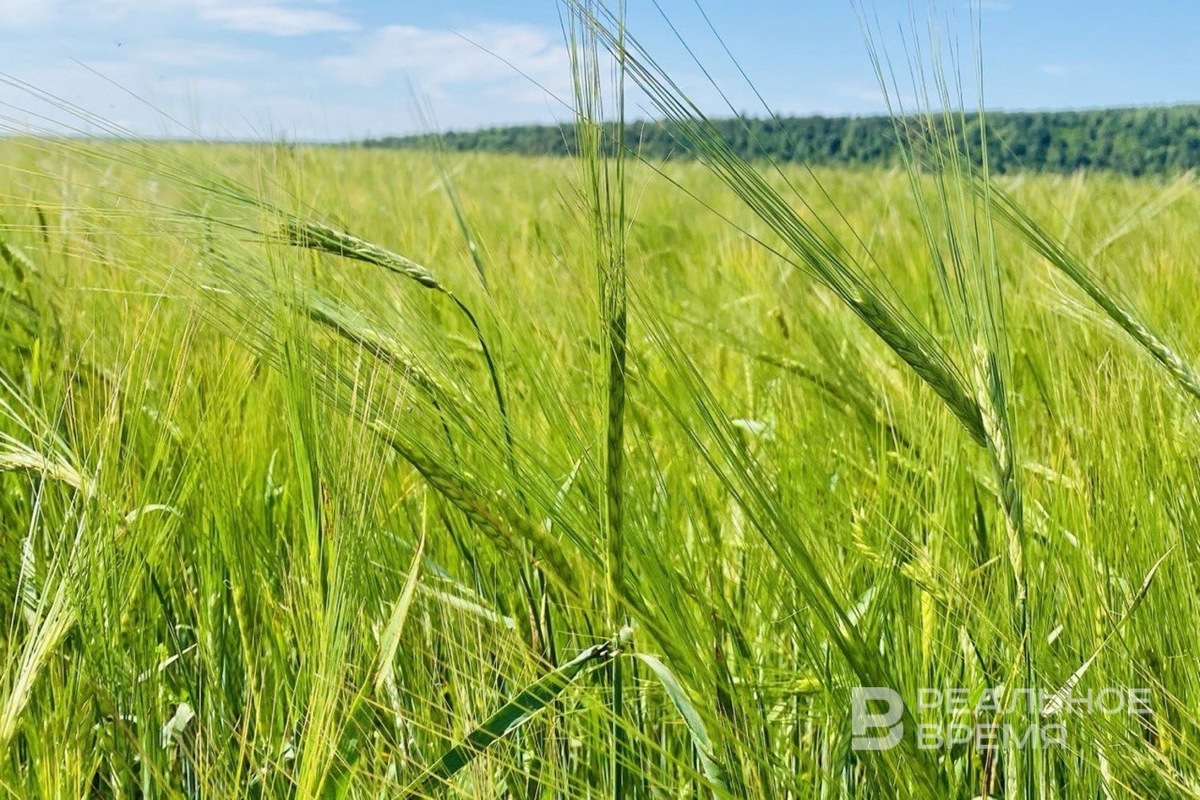   Реальное время / realnoevremya.ru