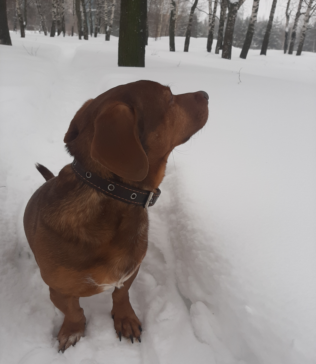 C Чарли на прогулке. Фото автора