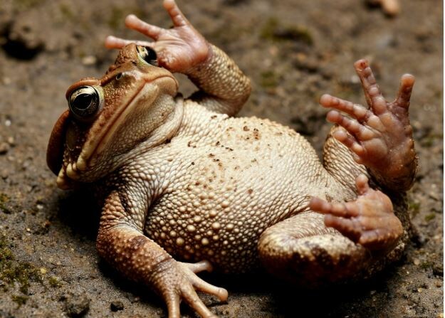 Жабь почти в обмороке))