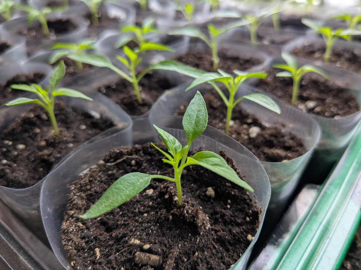 Декоративный перец "Бусинка"