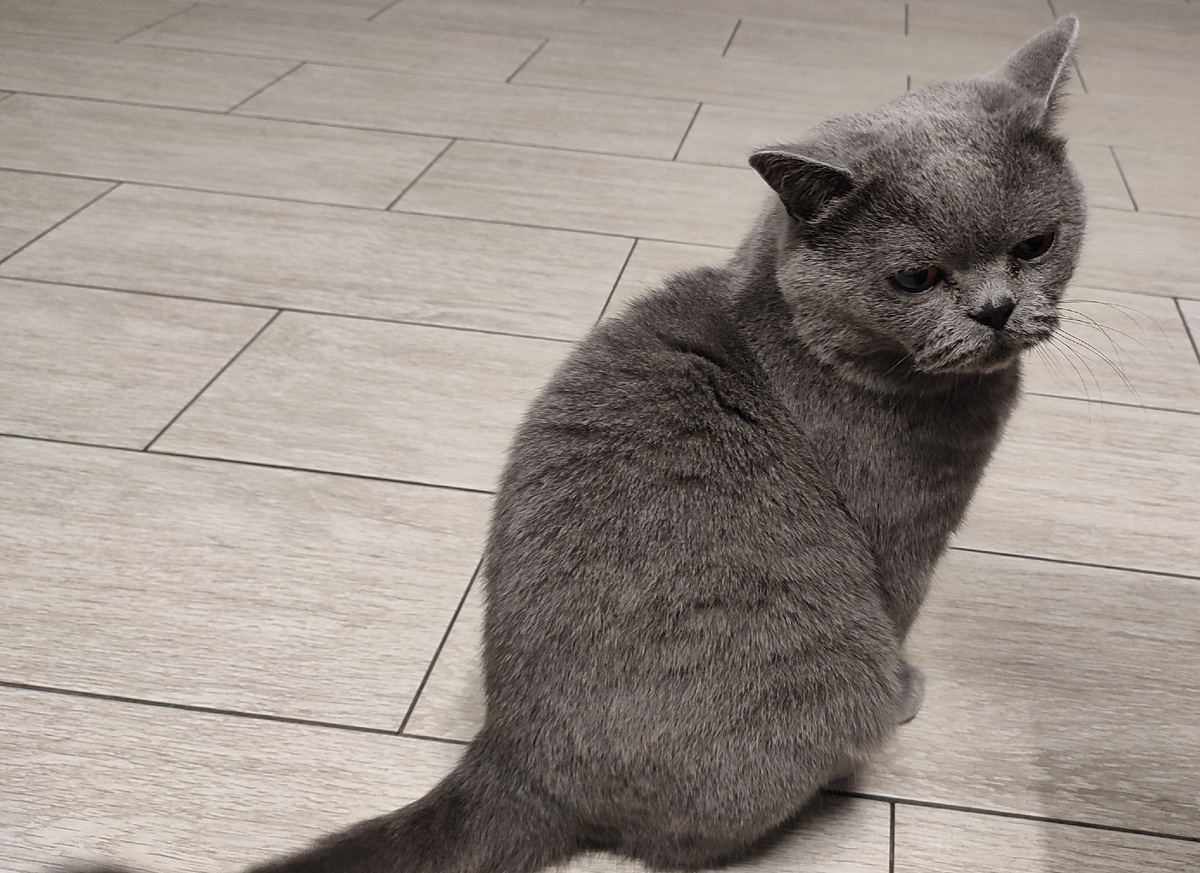 Недовольный Мартин