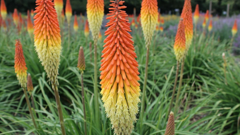    фото создано нейросетью Алиса