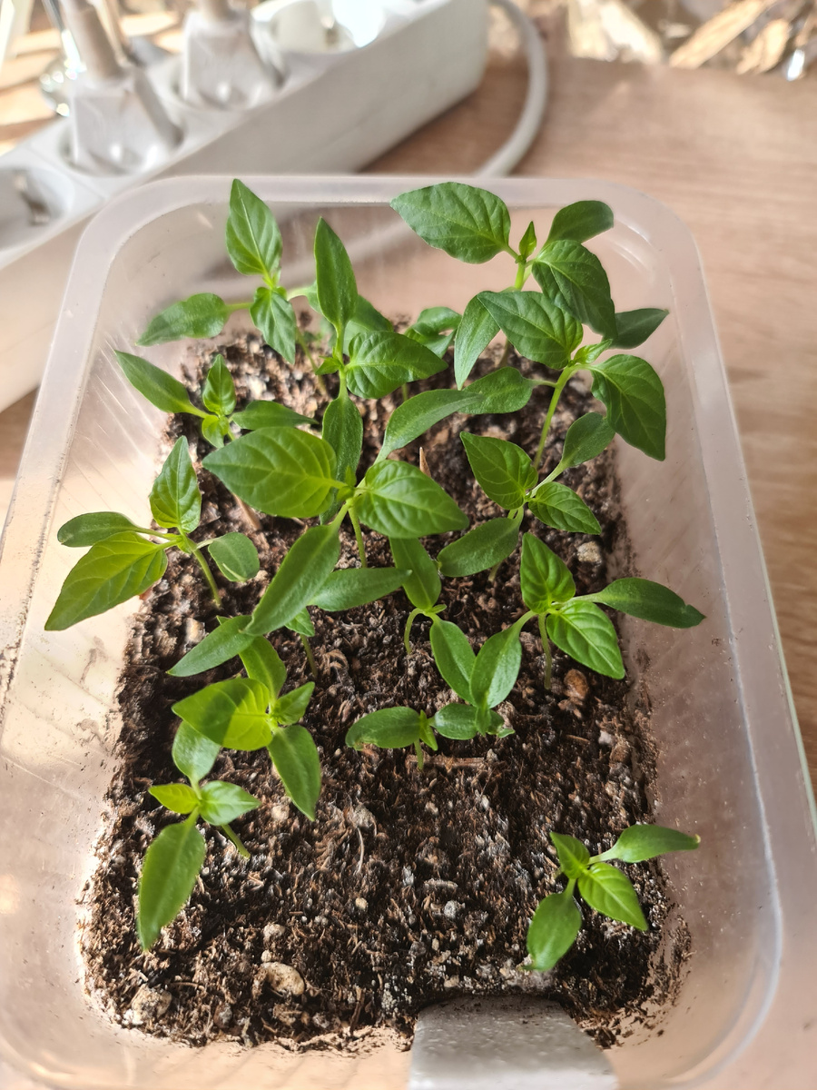 Готов к переезду в стаканы большего объема