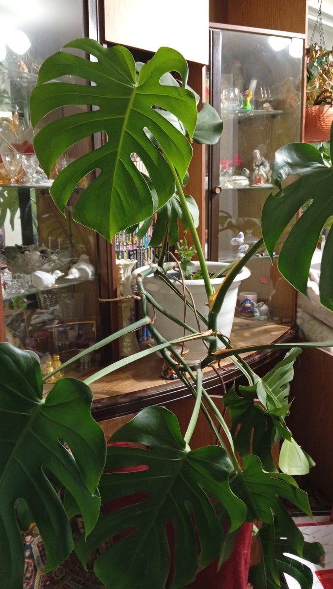 Монстера моя