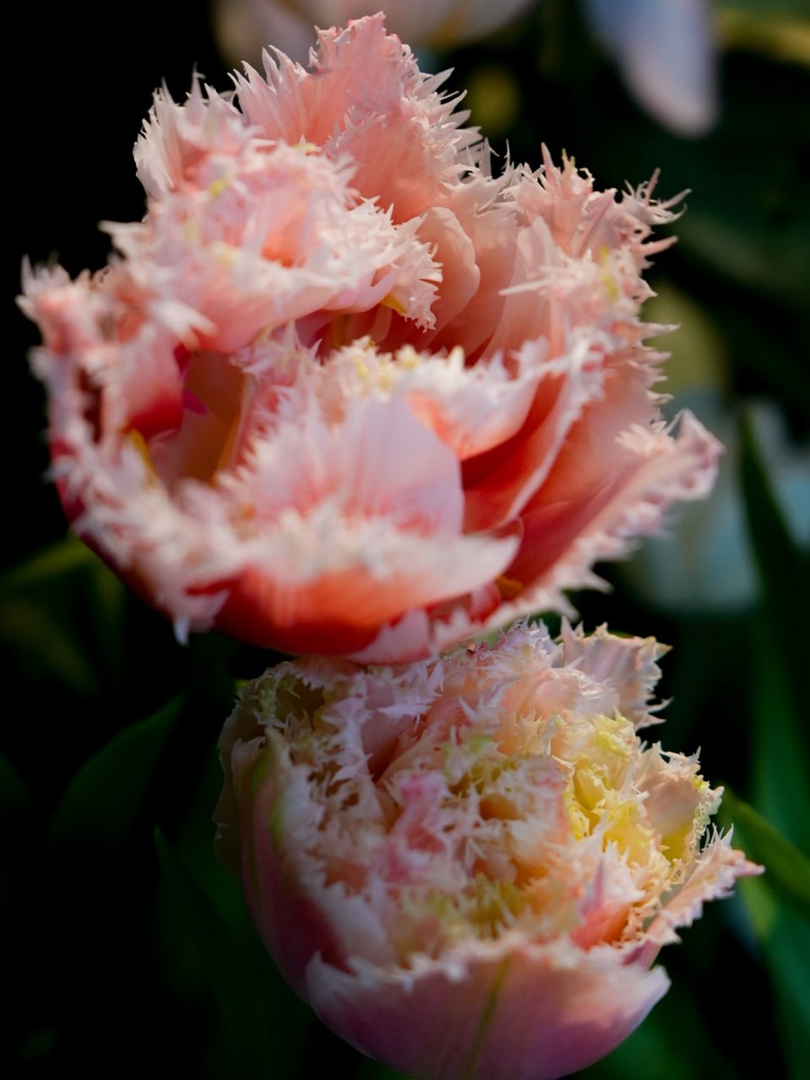 Здесь и далее фото-репортаж прямо из Александровского дворца, г. Пушкин, Санкт-Петербург