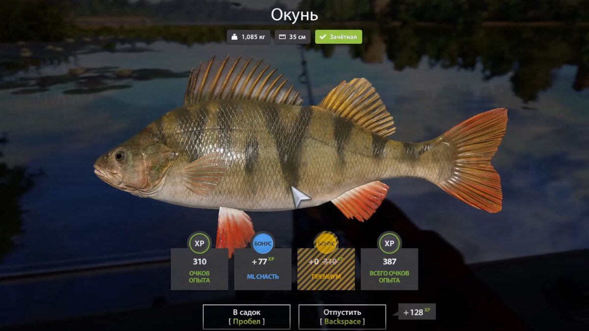 Окунь 1.085 кг. Река Белая.