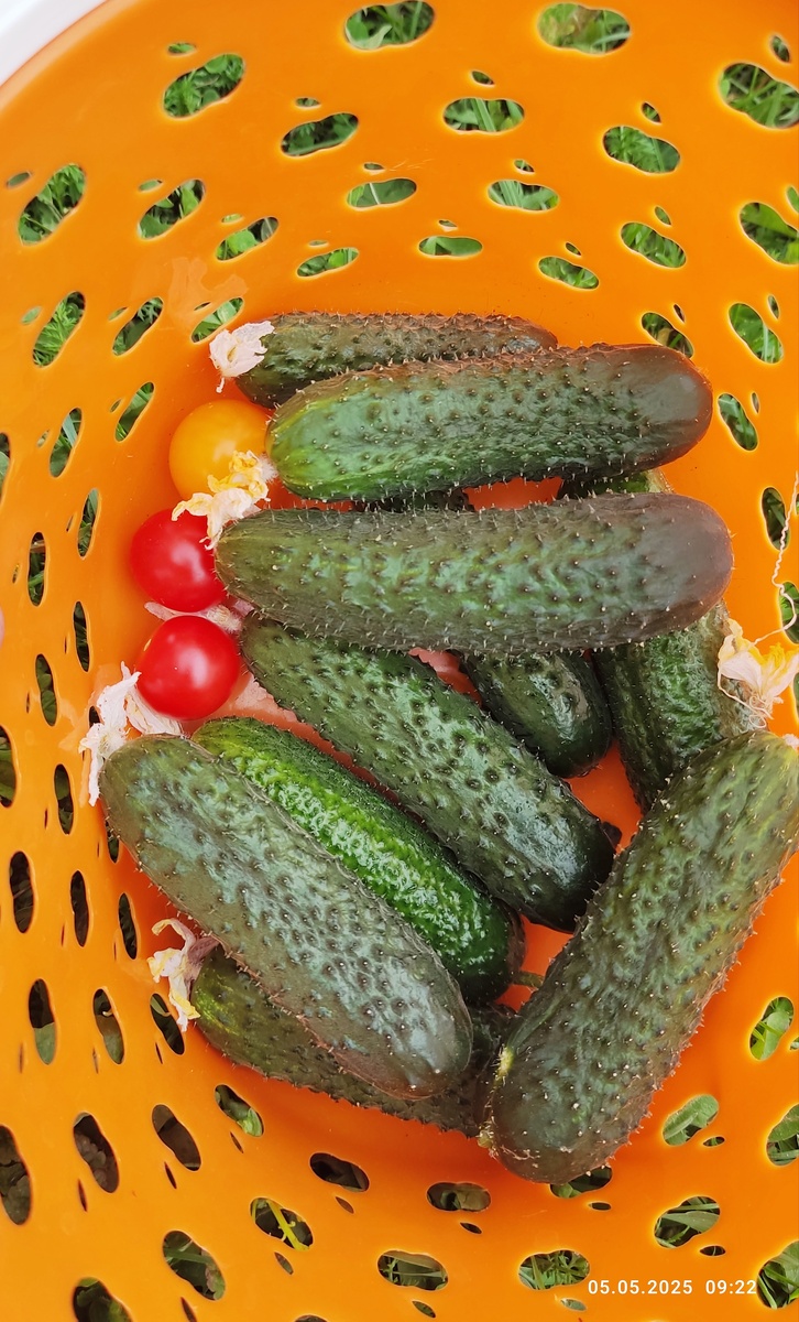 Помидорки это с очередной неудачной попытки домашнего огорода.