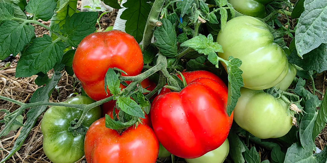 Отсеяла детов для раннего урожая. Заодно погрузилась в свои залежи)))