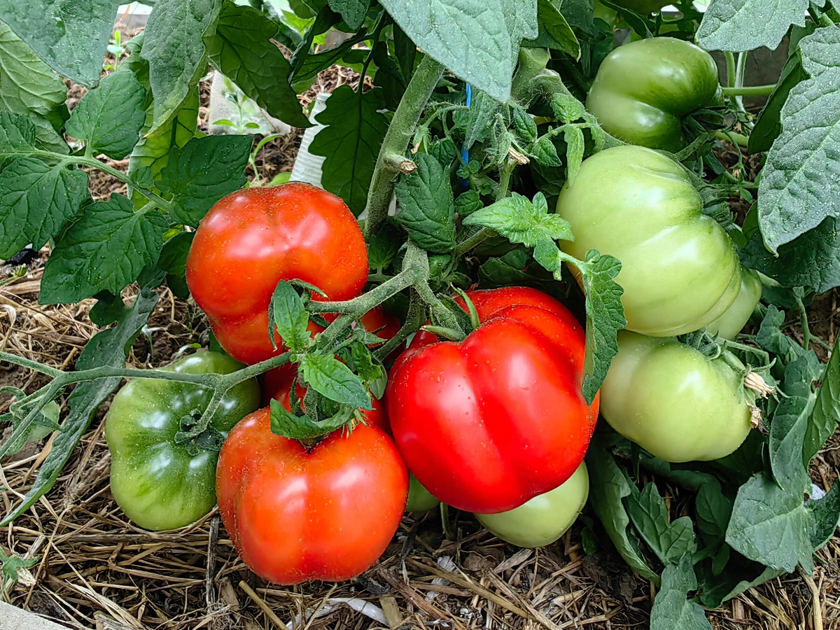 Томат Июньский Форумский