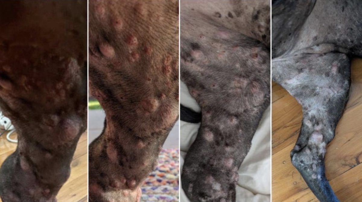 Источник: https://www.theaustralian.com.au/business/technology/tech-boss-uses-ai-and-chatgpt-to-create-cancer-vaccine-for-his-dying-dog/news-story/292a21bcbe93efa17810bfcfcdfadbf7