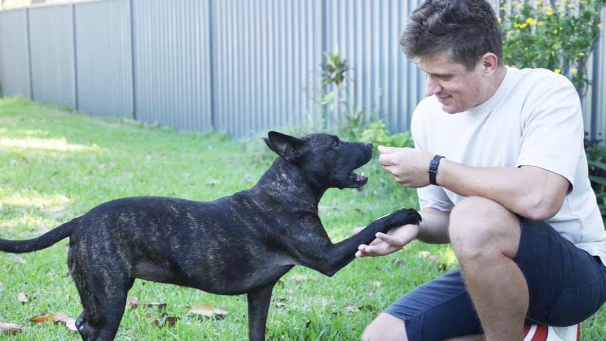 Источник: https://www.theaustralian.com.au/business/technology/tech-boss-uses-ai-and-chatgpt-to-create-cancer-vaccine-for-his-dying-dog/news-story/292a21bcbe93efa17810bfcfcdfadbf7