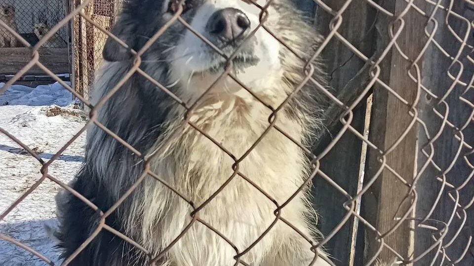 SOS!!! SOS!!! SOS!!! Голод на пороге.