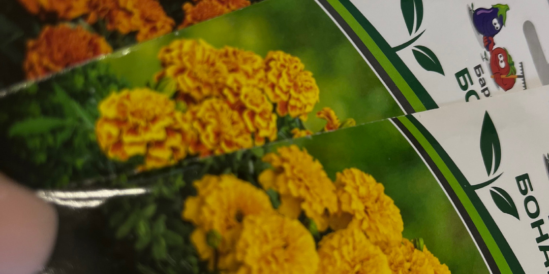 Солнечный цветок, или 5 фактов о бархатцах