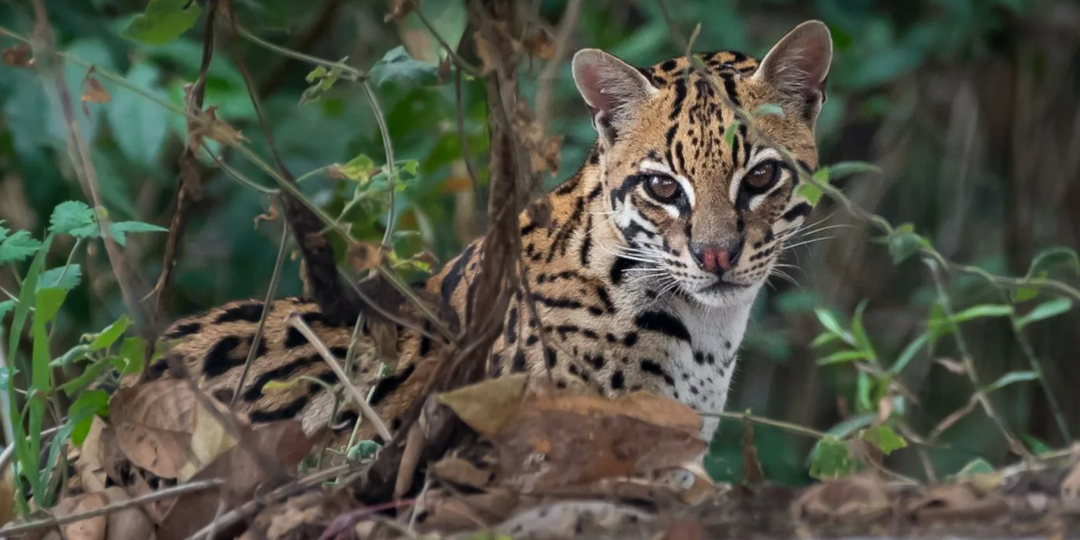 Оцелот: Стильный Хищник Америки