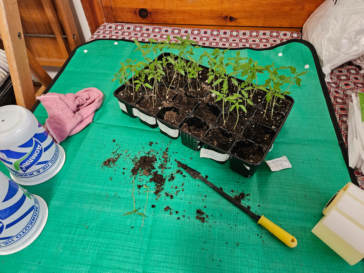 Томаты на пикировке