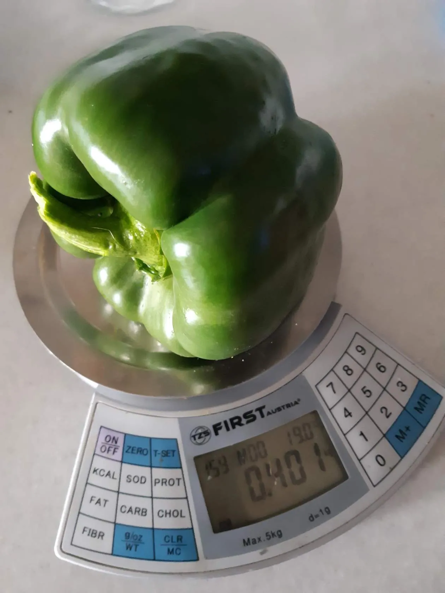 Вот такие вырастали в Сибири. Это сорт зеленого цвета. Были и красного, и желтого. 