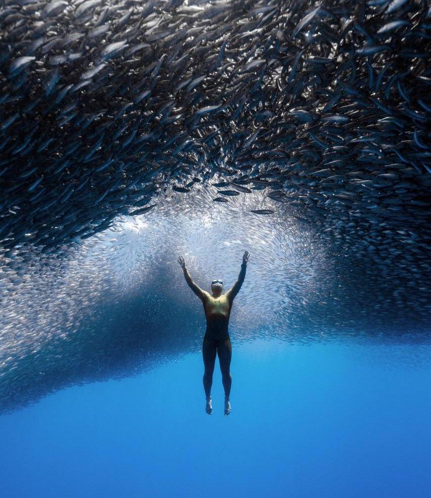    телеграм-канал Алексея Молчанова