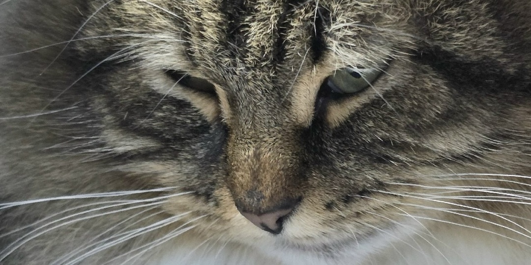 Эти и еще 10 кошек живут в арендуемой комнате