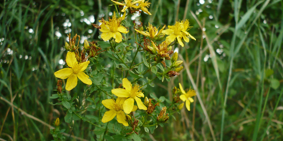 Душистый чай или полевая трава для сбора.