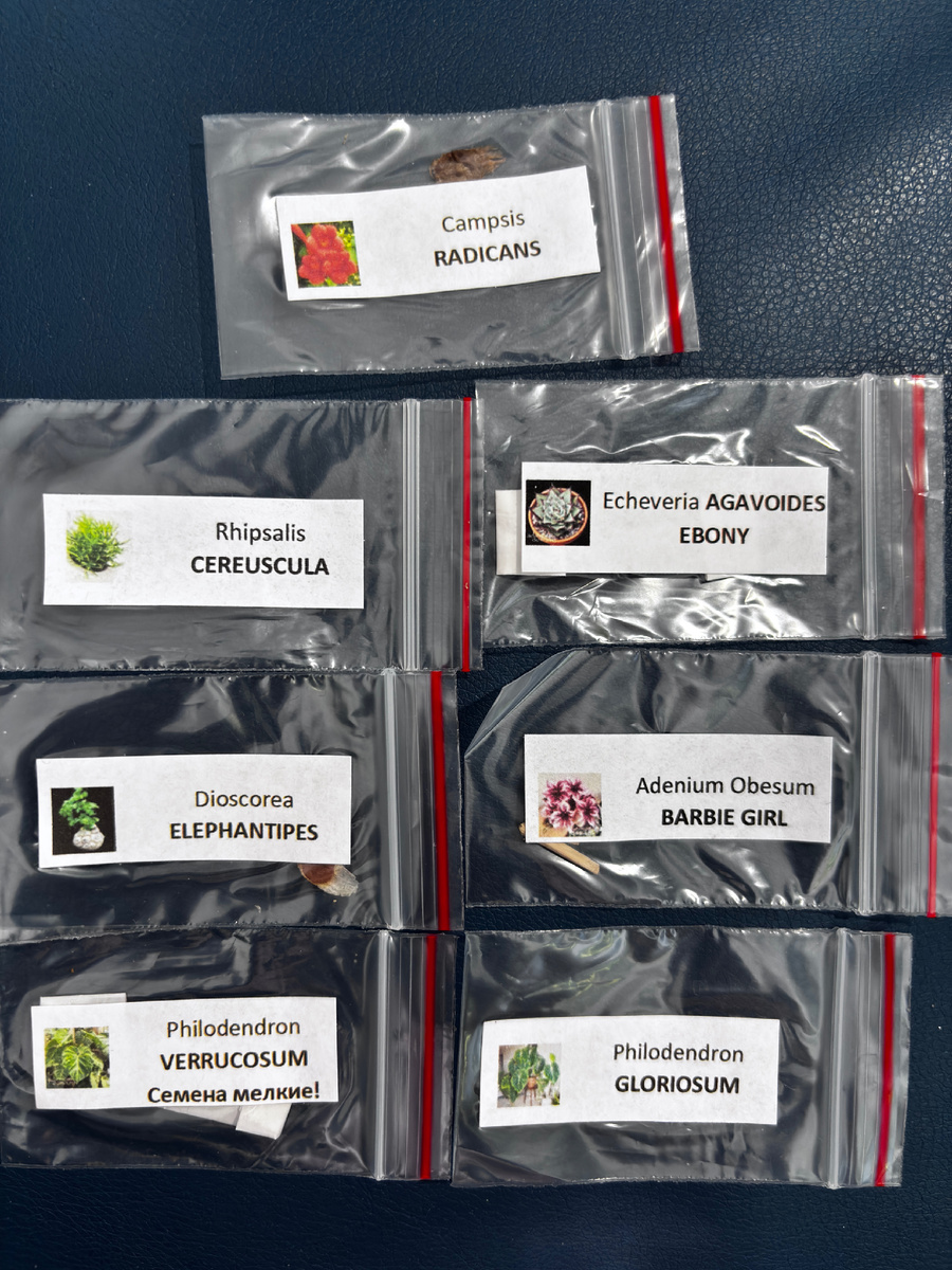 В каждом пакетике семена растений.