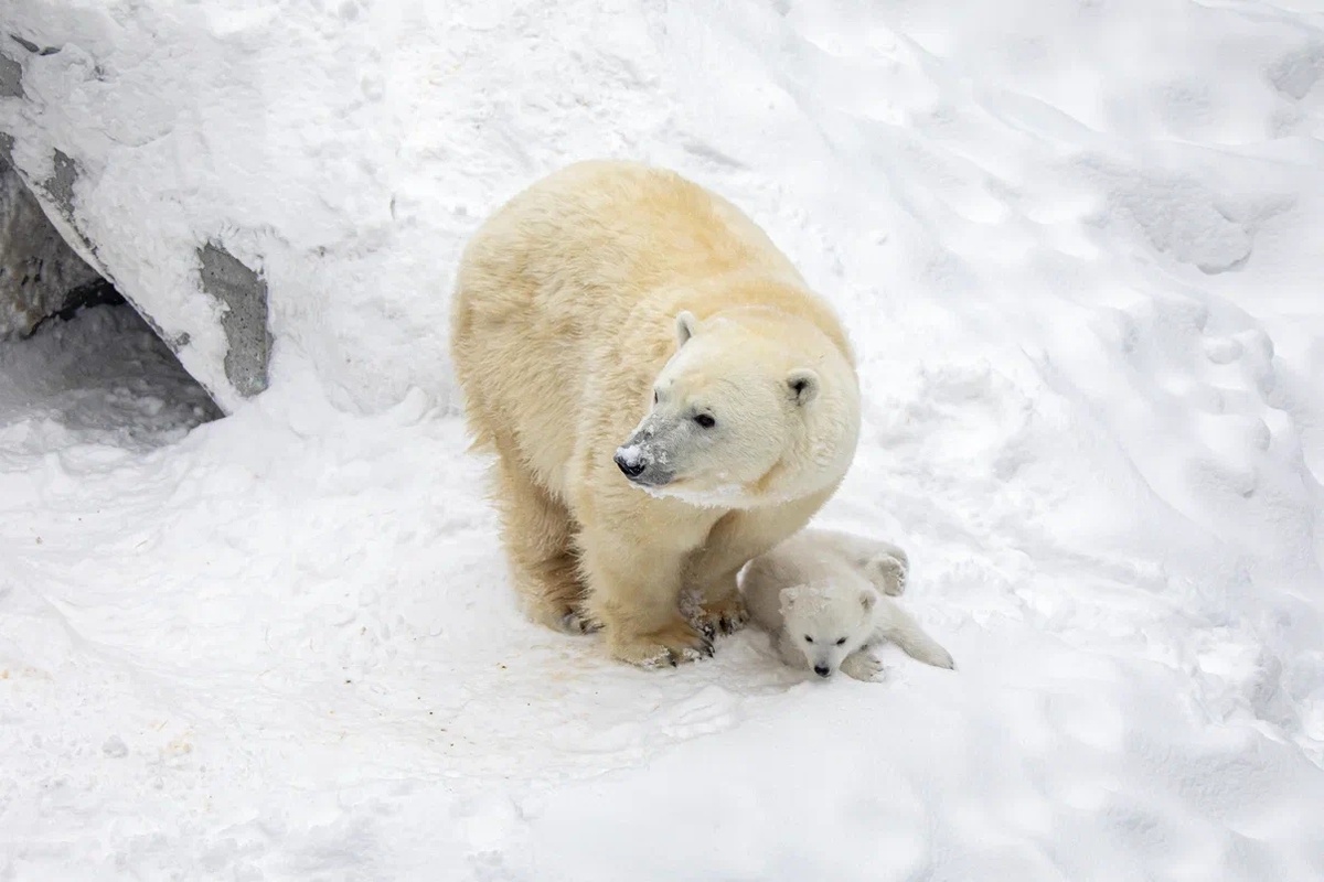 @novosibirsk_zoo 📸 Е. Черненко