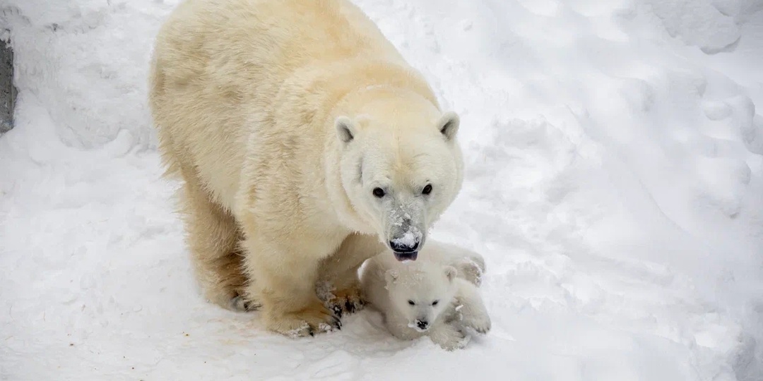 Герда и Кай снова стали родителями!
