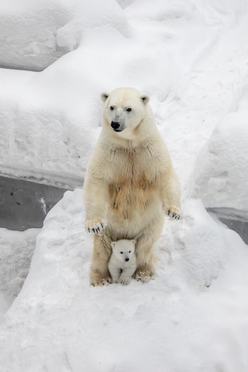 @novosibirsk_zoo 📸 Е. Черненко
