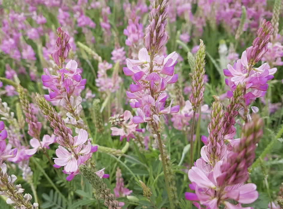 Так выглядит Эспарцет, меня часто спрашивают что это, поэтому покажу и Вам 