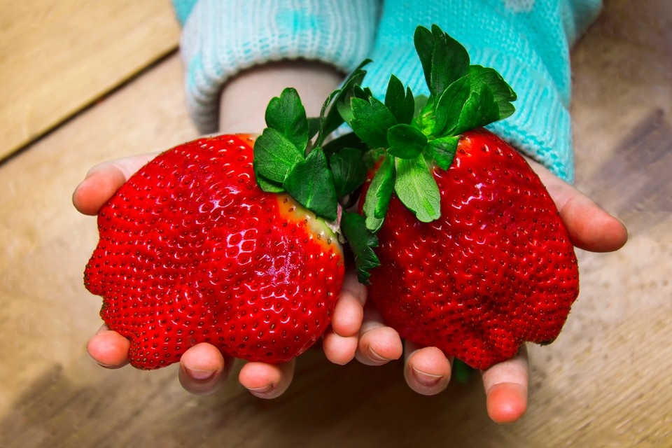    Клубника размером с ладонь, смородина больше винограда: Как дачников обманывают на маркетплейсах. Фото: Galileo30/Shutterstock/Fotodom