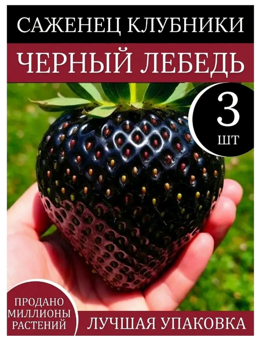    Нарисованное ИИ «фото» клубники «Черный лебедь» - ягода темно-лилового цвета, едва вместившаяся в ладонь. Фото: скриншот с сайта маркетплейса
