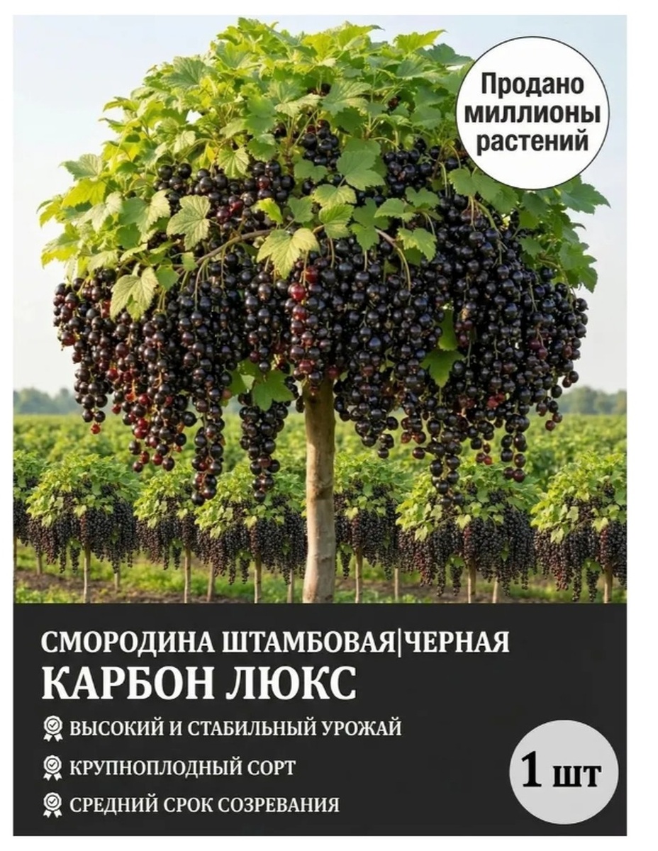    Смородина штамбовая «Карбон люкс». Она, судя по картинке, растет на кленовом дереве, а ягодные грозди у этой смородины больше виноградных! Фото: скриншот с сайта маркетплейса