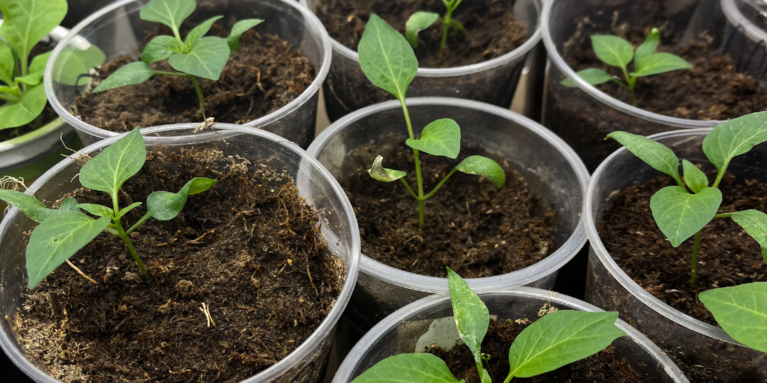 Как сохранить рассаду перцев, после пикировки. Частые ошибки