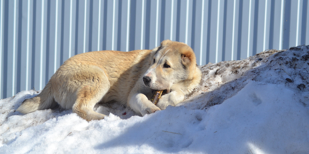 Яше 5 месяцев. Как он вырос! - самый частый комментарий от подписчиков.