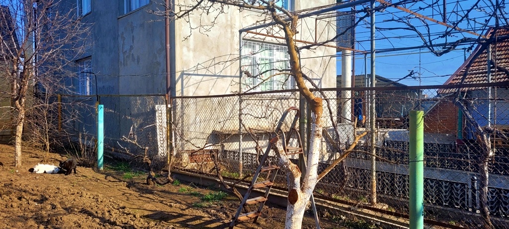 Все что осталось от сливы. Фото автора